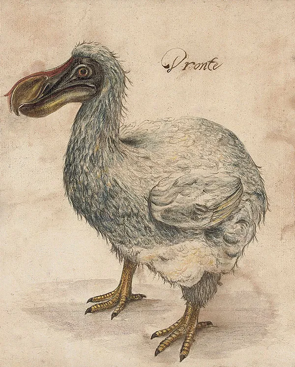 Dibujo del siglo XVII del ave estinguida Dodo o Dronte.