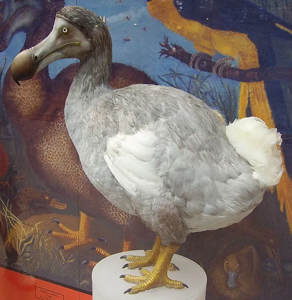 Reconstrucción del Dodo expuesta en el Museo de Historia Natural de la Universidad de Oxford.
